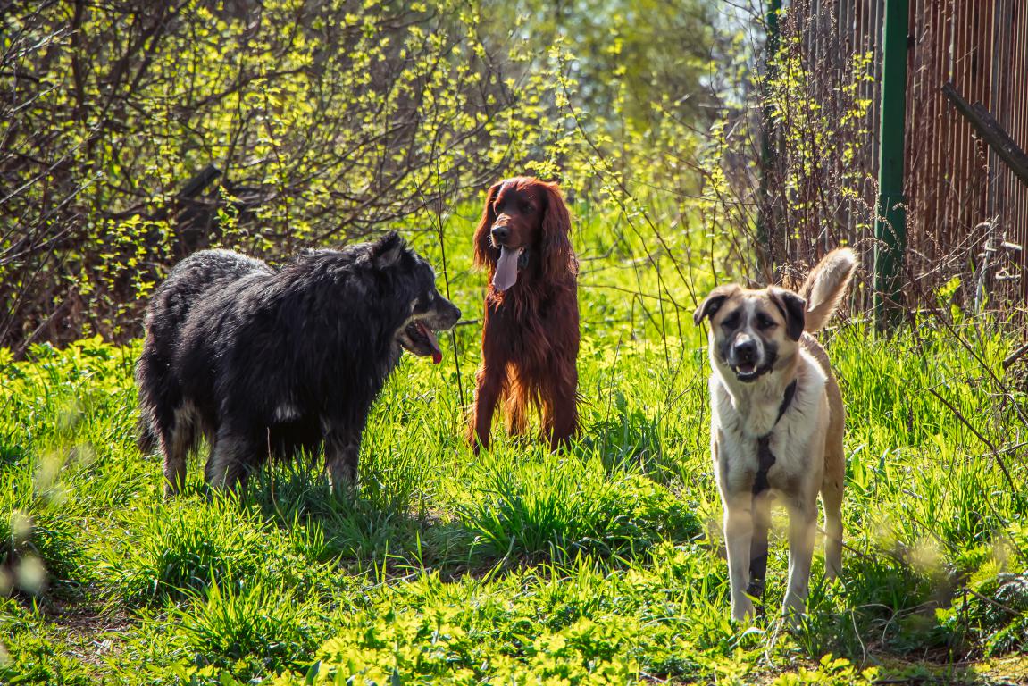  An Irish Setter and two large mixed-breed dogs in a sunlit grassy area, showing a mix of pedigree and crossbreed types that insurers evaluate differently.