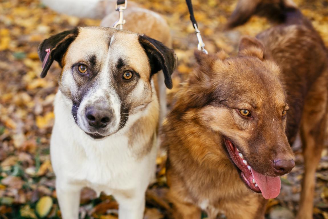A close-up of two hopeful-looking mixed-breed dogs on leashes, whose diverse genetics often lead to lower pet insurance costs.
