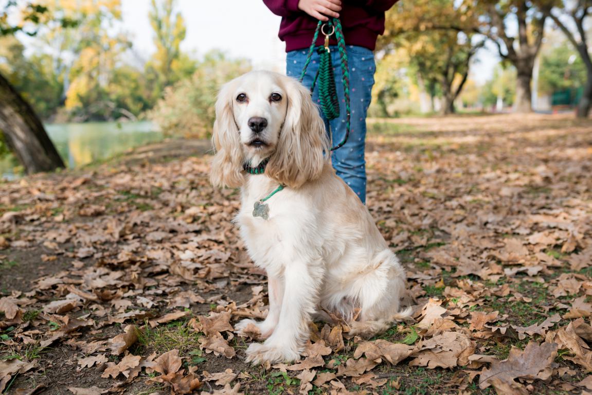 A blond cocker spaniel sitting in a park, wearing a collar with a visible dog ID tag.