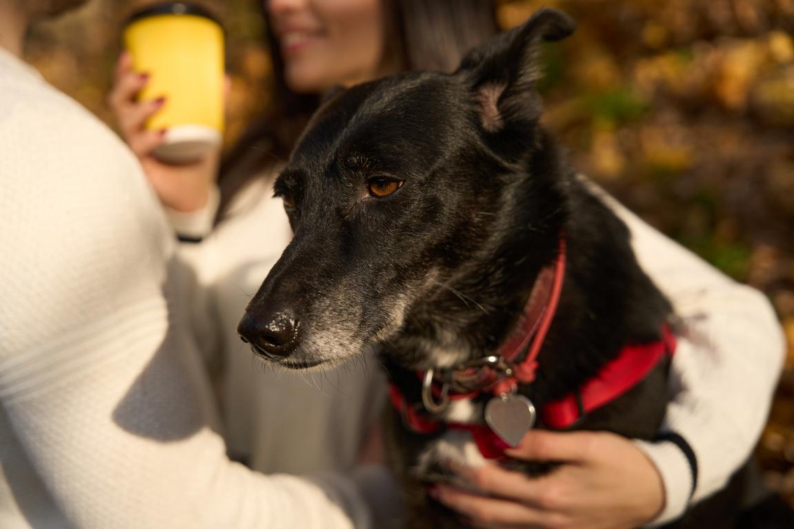 A black dog wearing a red collar and a heart-shaped tag, being hugged by its owner.