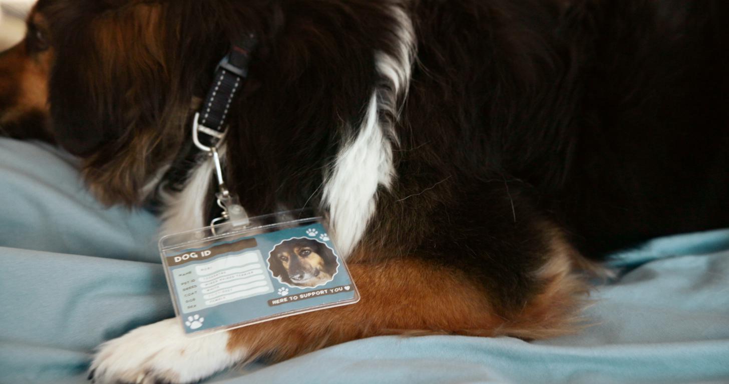  A custom Dog ID card with a photo attached to the collar of a sleeping brown and white dog.