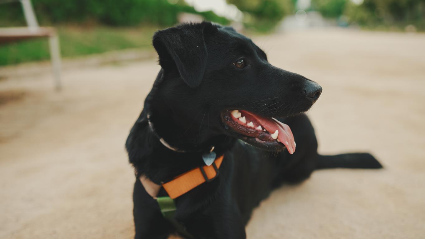  A black Labrador retriever wearing a harness and a collar with a visible ID tag while on a walk.