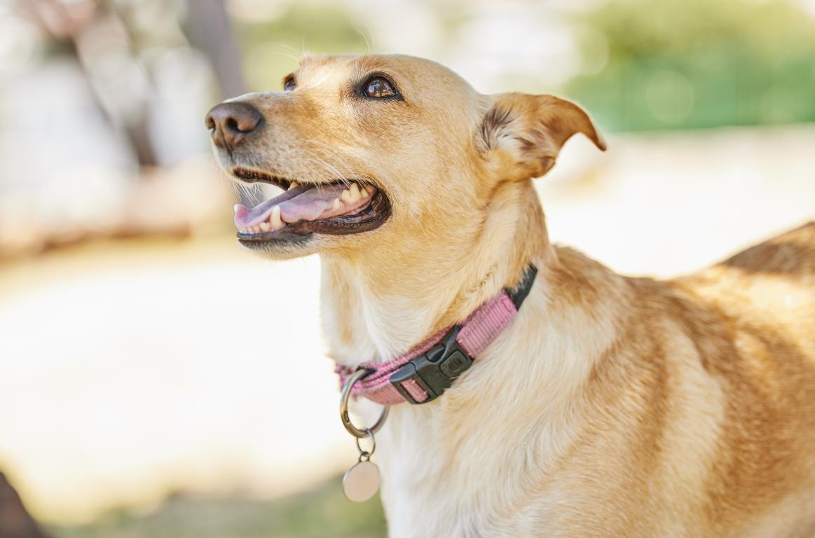 A close-up of a dog wearing a pink collar and a blank metal ID tag.
