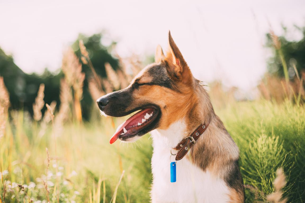 A happy dog in a sunny field wearing a leather collar with a blue capsule-style ID tag.