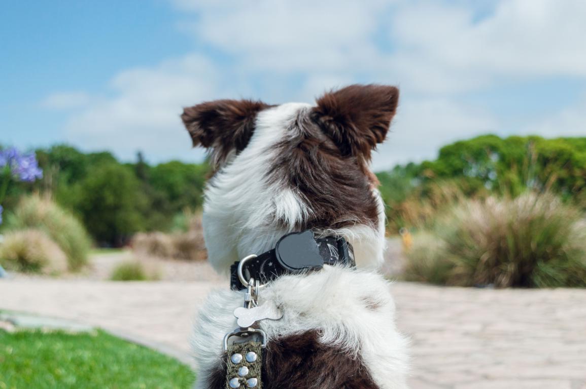 The back of a fluffy dog wearing a black collar and a bone-shaped dog tag.