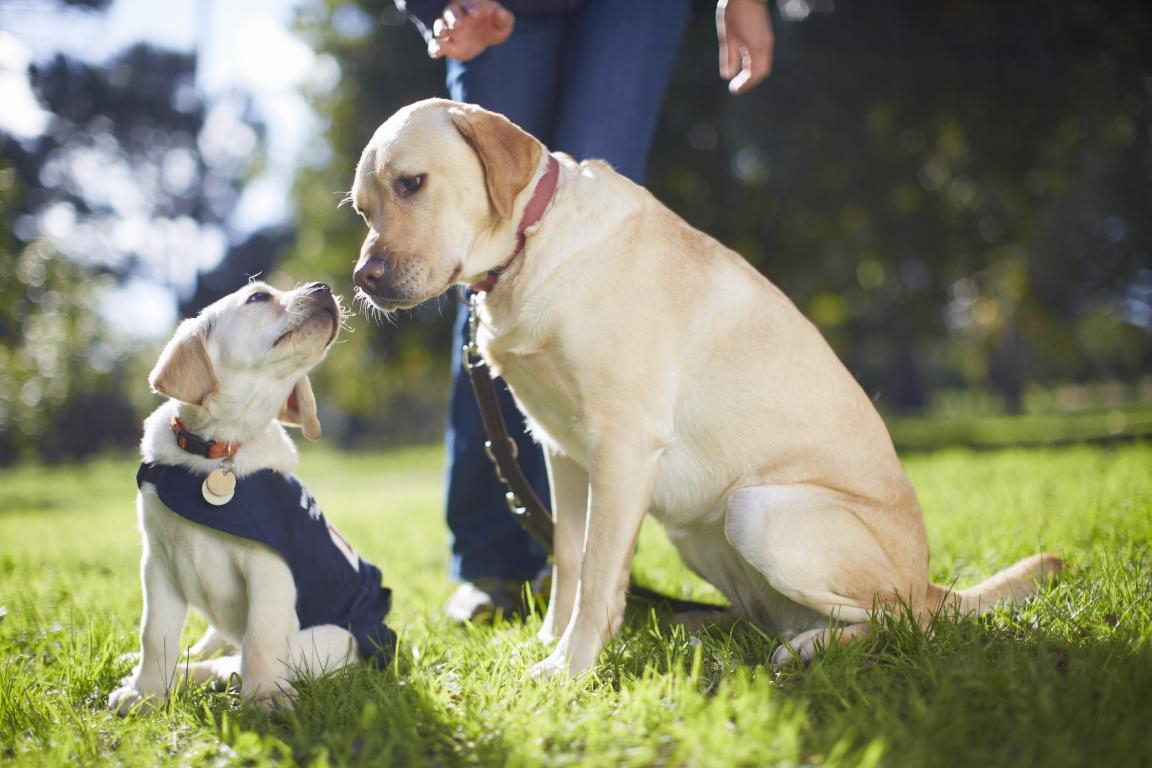 A light yellow Labrador Retriever puppy, wearing a dark vest and collar, looks up at an adult yellow Labrador Retriever, who is sitting on a grassy lawn. A person's legs are visible in the background.
