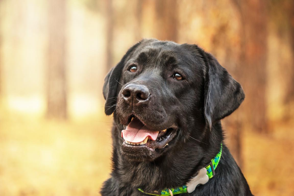 A close-up portrait of a happy black Labrador Retriever with a bright green and blue patterned collar and a bone-shaped tag, looking off to the side with its mouth slightly open. The background is a warm, soft-focus forest.