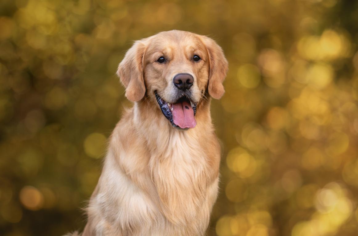 A close-up portrait of a golden retriever with a happy expression, its tongue slightly out, against a soft-focus background of golden and yellow autumnal foliage.