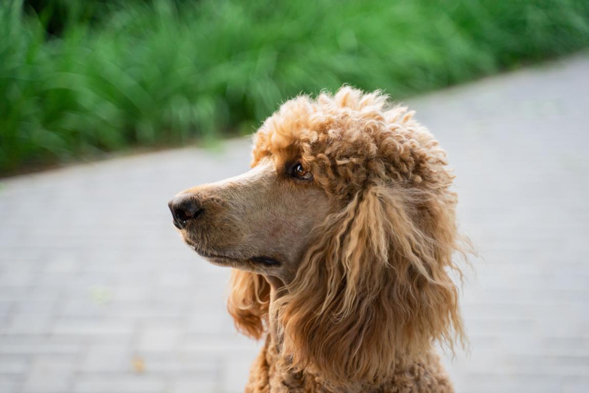 A side profile close-up of a curly-haired, reddish-brown Standard Poodle with a natural coat, looking intently into the distance. A paved path and green grass are in the soft-focus background.