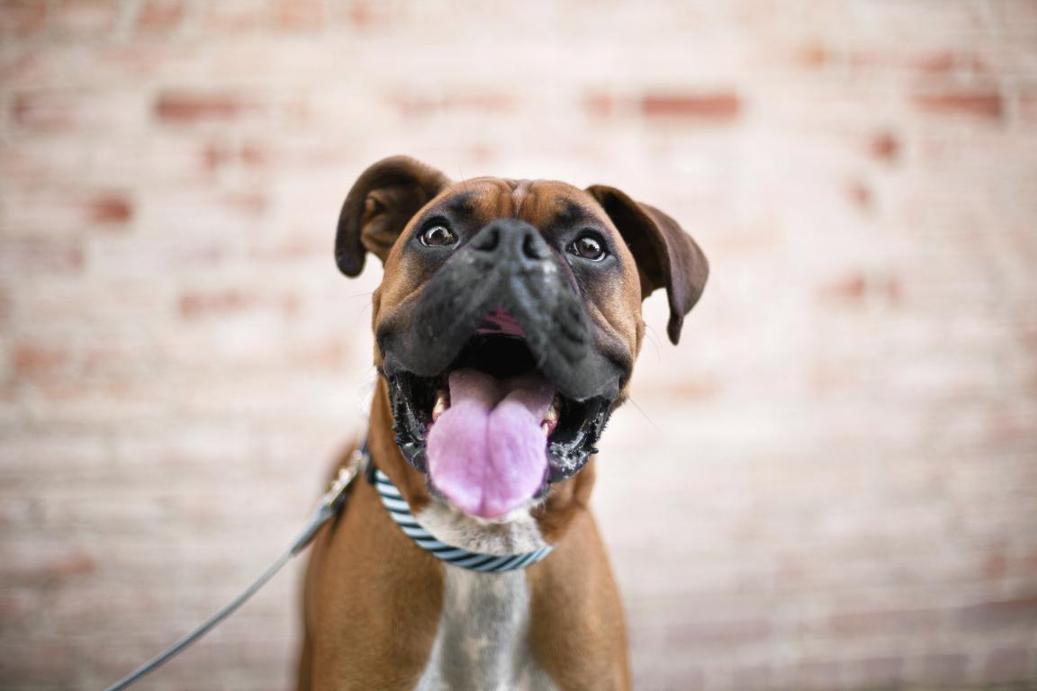 A close-up headshot of a brown Boxer dog with a white chest, panting with its tongue out and ears perked, looking directly at the camera. The background is a soft-focus brick wall.