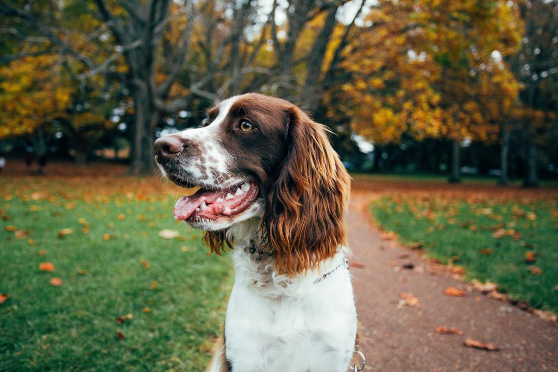  A brown and white English Springer Spaniel with long, floppy ears and a happy, panting expression looks off to the left. The dog is sitting on a grassy area next to a paved path, surrounded by fallen autumn leaves and trees with colorful foliage.