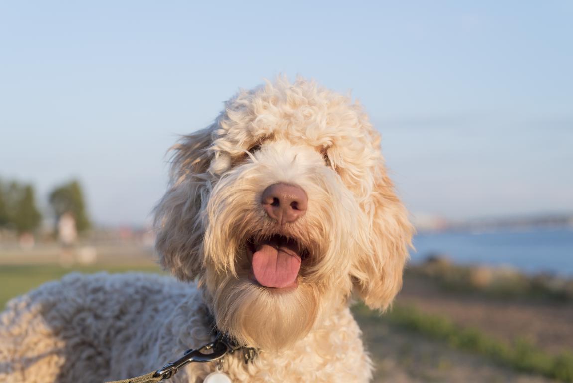  A fluffy, cream-colored Labradoodle or Golden Doodle with its tongue slightly out, looking directly at the camera with a happy expression. A body of water and a faint horizon are visible in the sunny background.