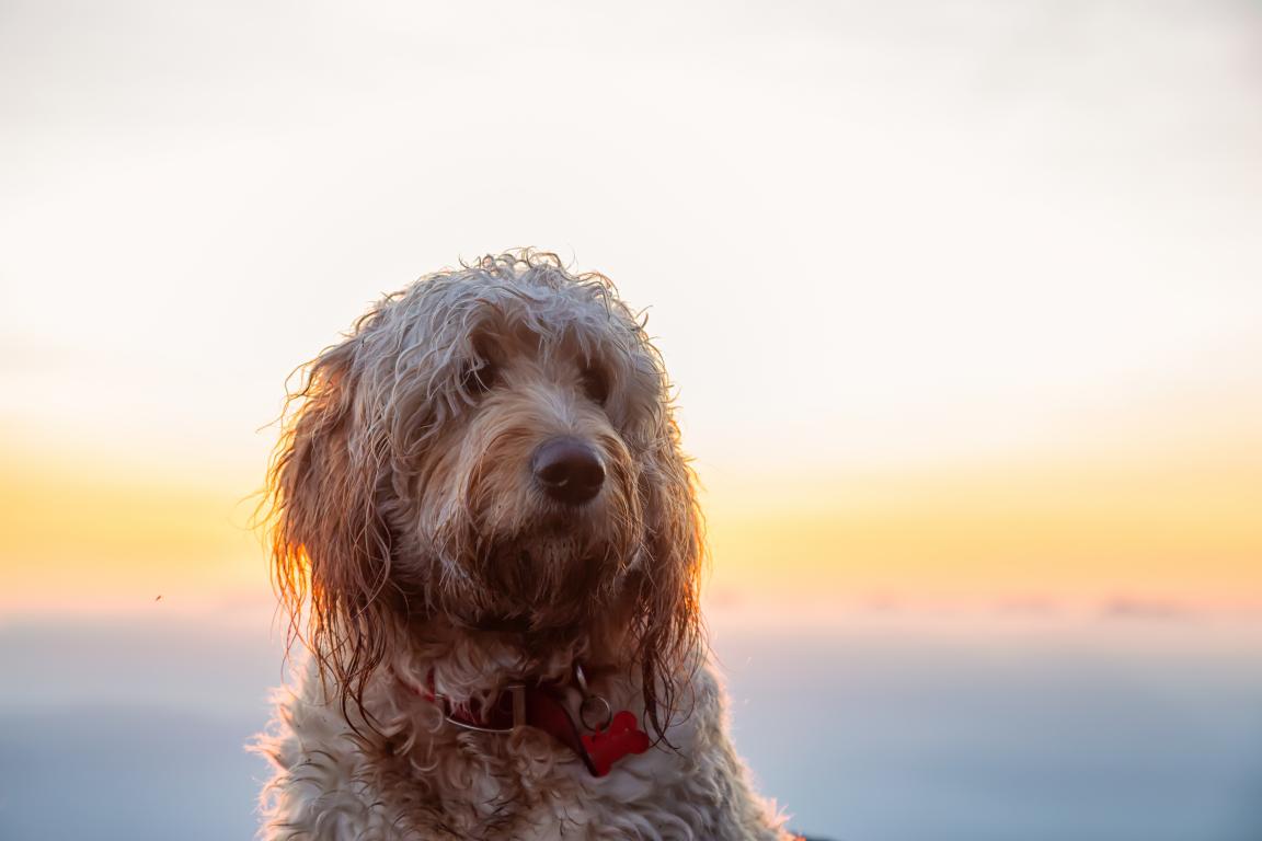 A medium-sized, shaggy light-colored dog, Goldendoodle, with wet fur, looks attentively forward. The background shows a soft-focus sunset over water, casting a warm glow.