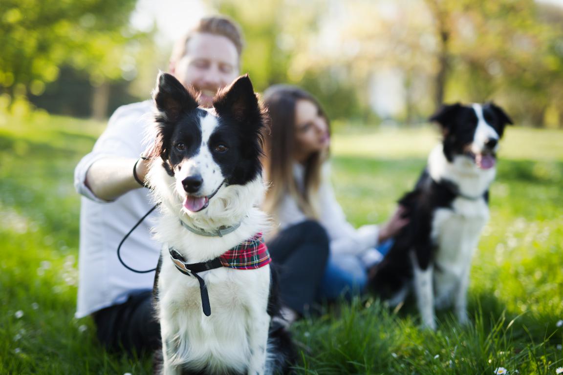 What You Need To Know About Assistance Dogs and The Equality Act 2010