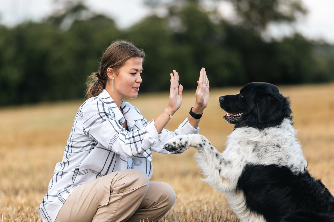 A woman kneels in a field, giving a high-five to a black and white dog that has its paw raised, illustrating an interactive training exercise.