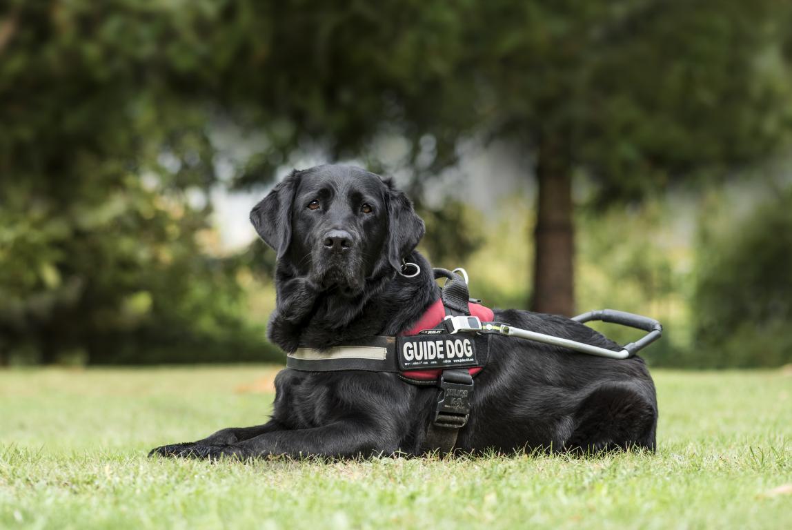 A black Labrador retriever lies calmly on green grass, wearing a red "GUIDE DOG" harness, showcasing a fully trained assistance dog.