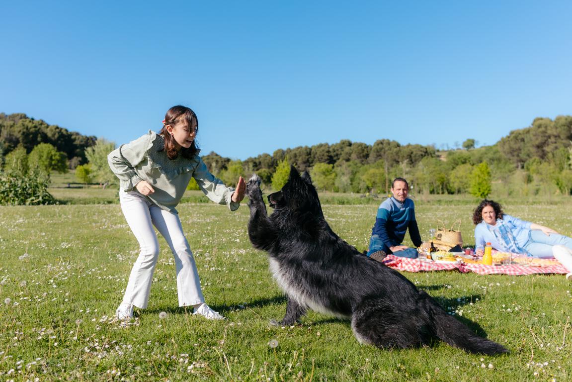 A young girl high-fives a black dog standing on its hind legs in a sunny park while adults picnic in the background, highlighting positive reinforcement in training.