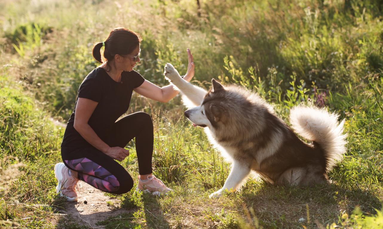 A woman kneels on grass in golden hour sunlight, giving a high-five to a fluffy brown and white dog, emphasizing the connection during training.