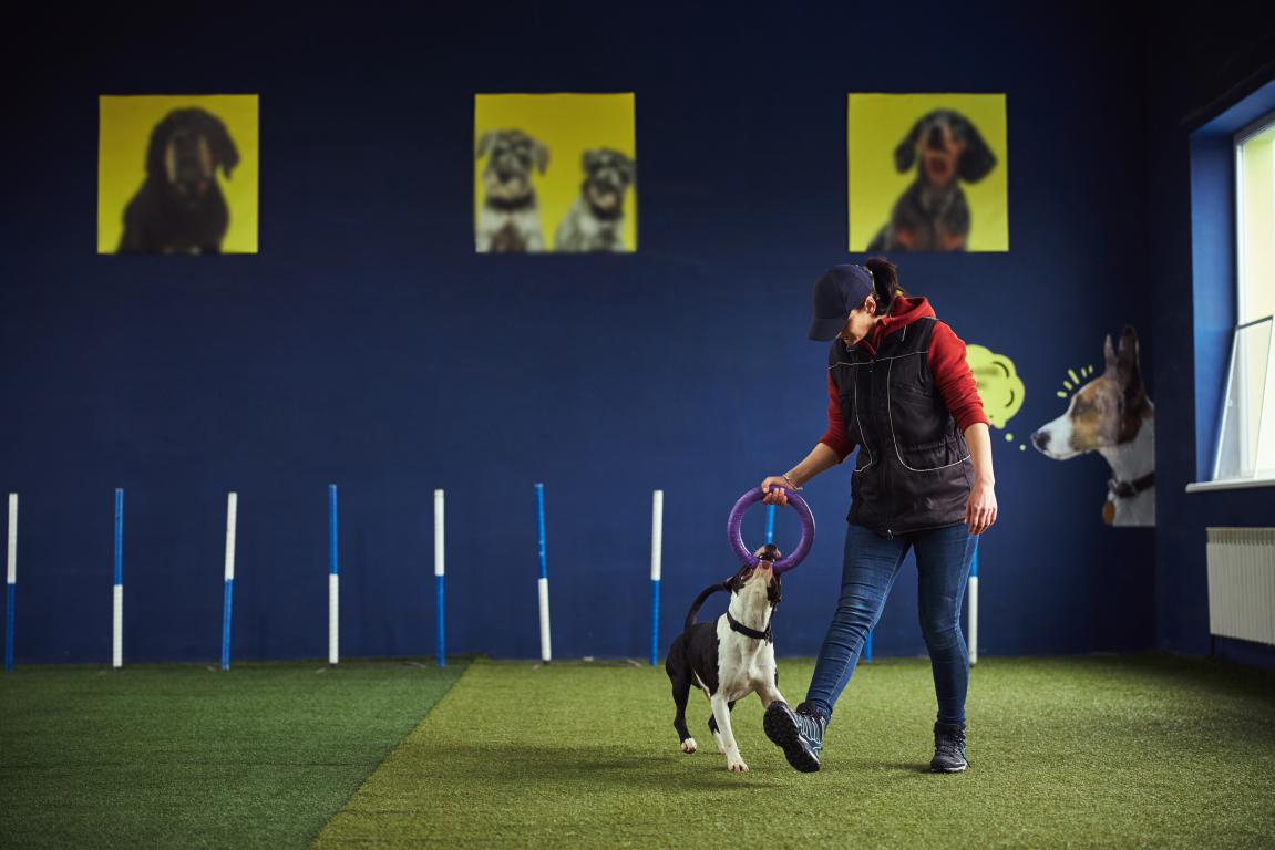 A woman trains a black and white dog holding a purple ring in its mouth on an indoor agility course with blue walls and yellow dog portraits.
