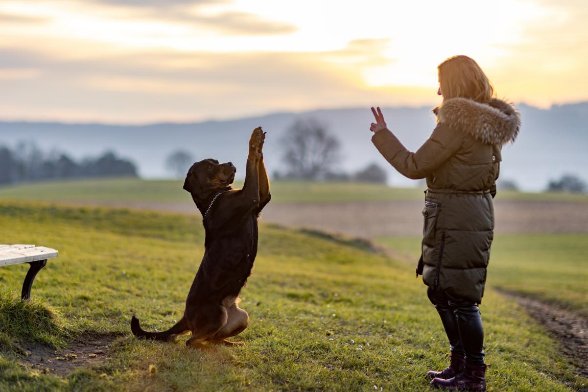 A woman in a winter coat watches a black dog sit up on its hind legs with paws raised against a scenic sunset backdrop, demonstrating a complex trick or command.