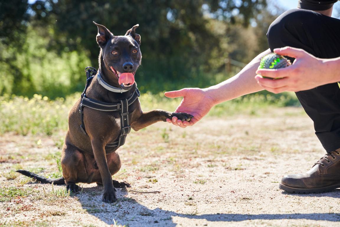  A close-up shows a person's hand shaking the paw of a brown dog wearing a harness, with a ball visible in the other hand, focusing on a specific trained interaction.