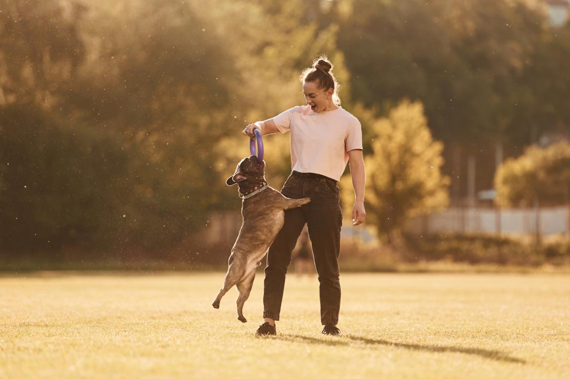 A woman in a t-shirt smiles as a small brown dog jumps up to play with a purple ring she holds, showcasing playful training.