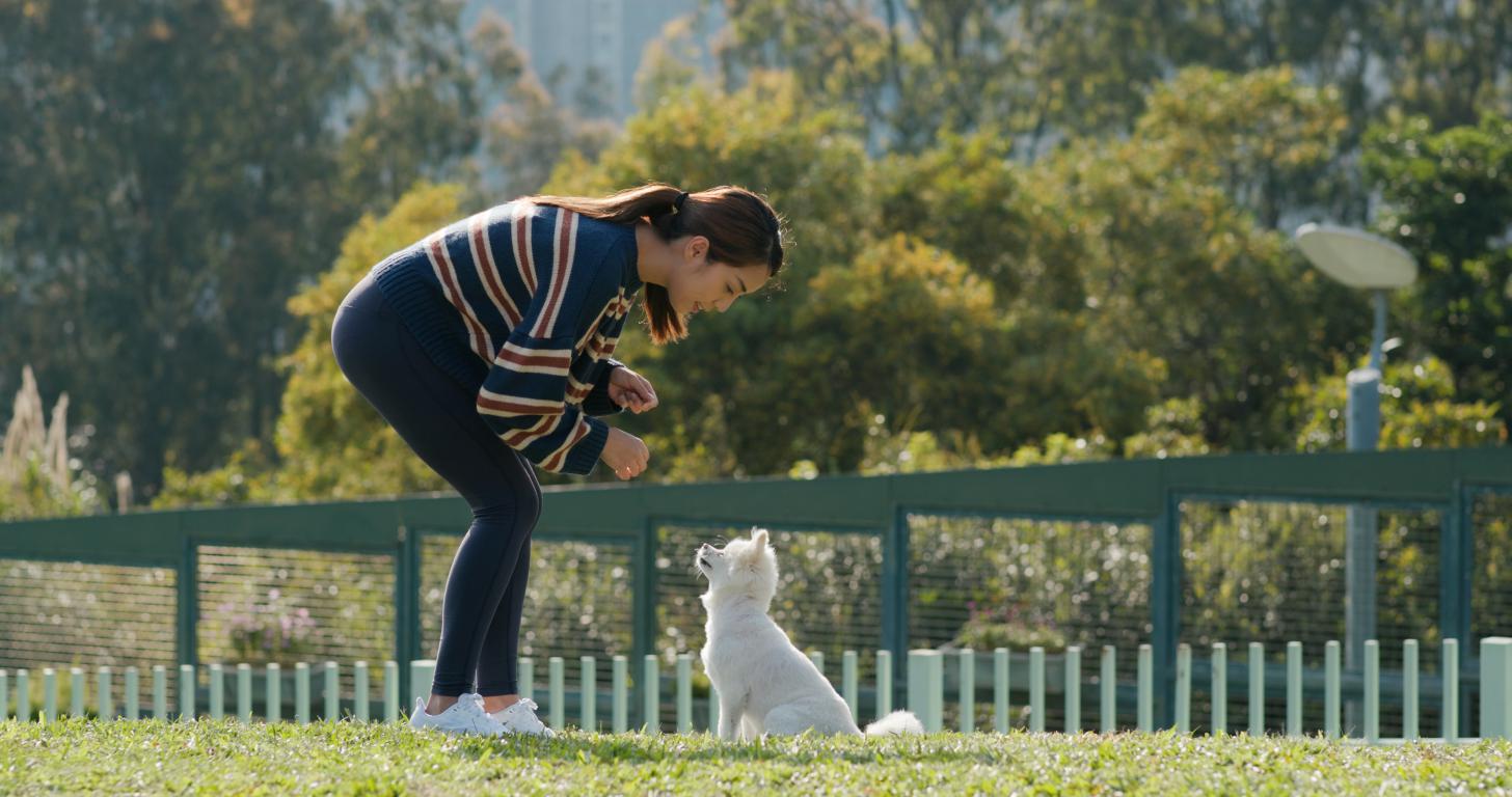 A woman bends down to interact with a small white fluffy dog sitting attentively on green grass in a park, showing engagement during training.