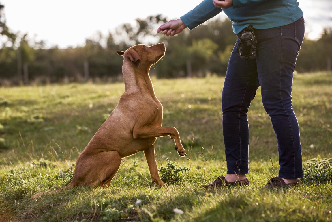 A person's arm reaches down to offer a treat to a light brown dog that has one paw raised, highlighting reward-based training.