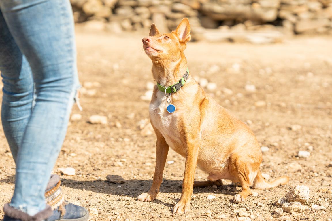 A light-brown dog with a green collar and a blue tag sits patiently on a sandy, rocky path, looking up expectantly at a person's legs (out of frame) during a training exercise