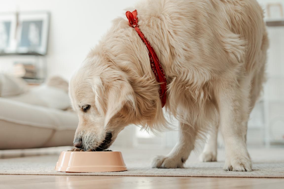 A golden retriever with a red bandana around its neck is seen from a low angle, happily eating kibble from a light-coloured bowl on a rug in a bright, modern living room