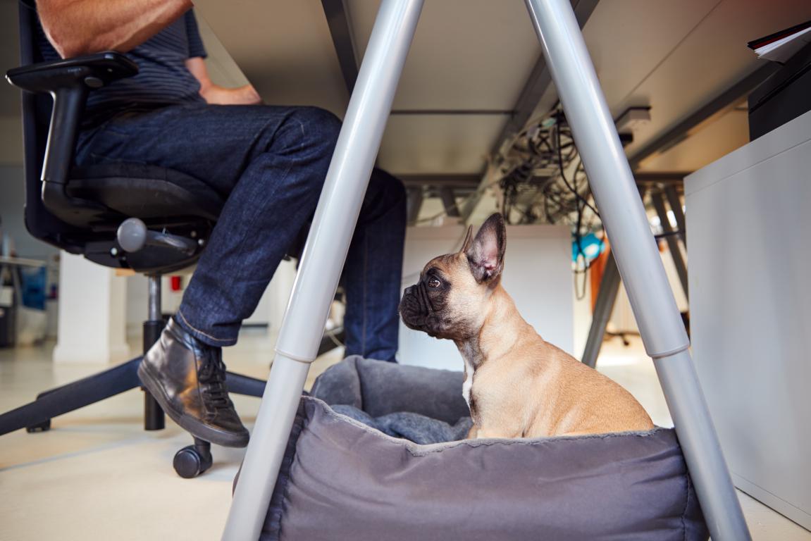A small fawn French Bulldog rests in a dog bed under an office desk, near its owner's feet. 