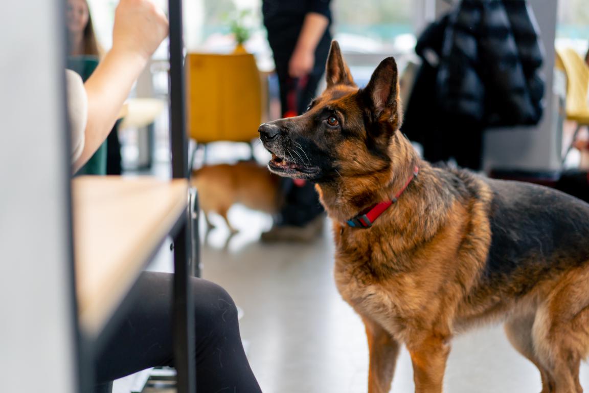 A German Shepherd assistance dog looks intently at a person's hand, partially visible, in an office