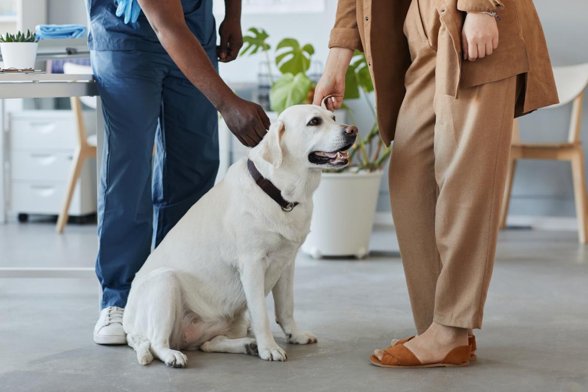 A white Labrador assistance dog sits patiently on the floor while two people, one in scrubs, gently pet it.