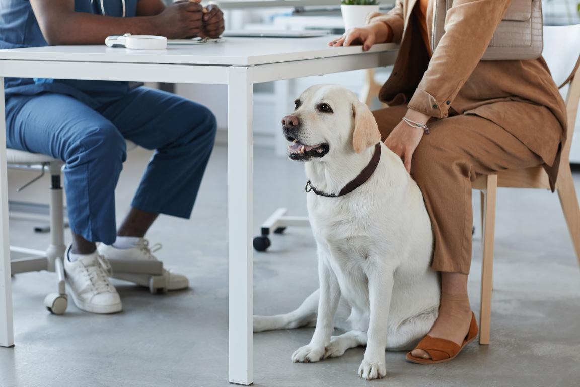  A white Labrador assistance dog sits calmly beside its owner under a table in a professional setting, 