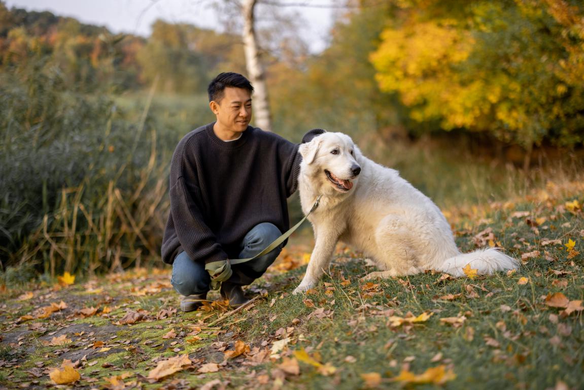  A man with dark hair in a dark blue jumper kneels in an autumn park, gently stroking a large white assistance dog wearing a harness. The dog looks attentive, and fallen leaves are on the grass