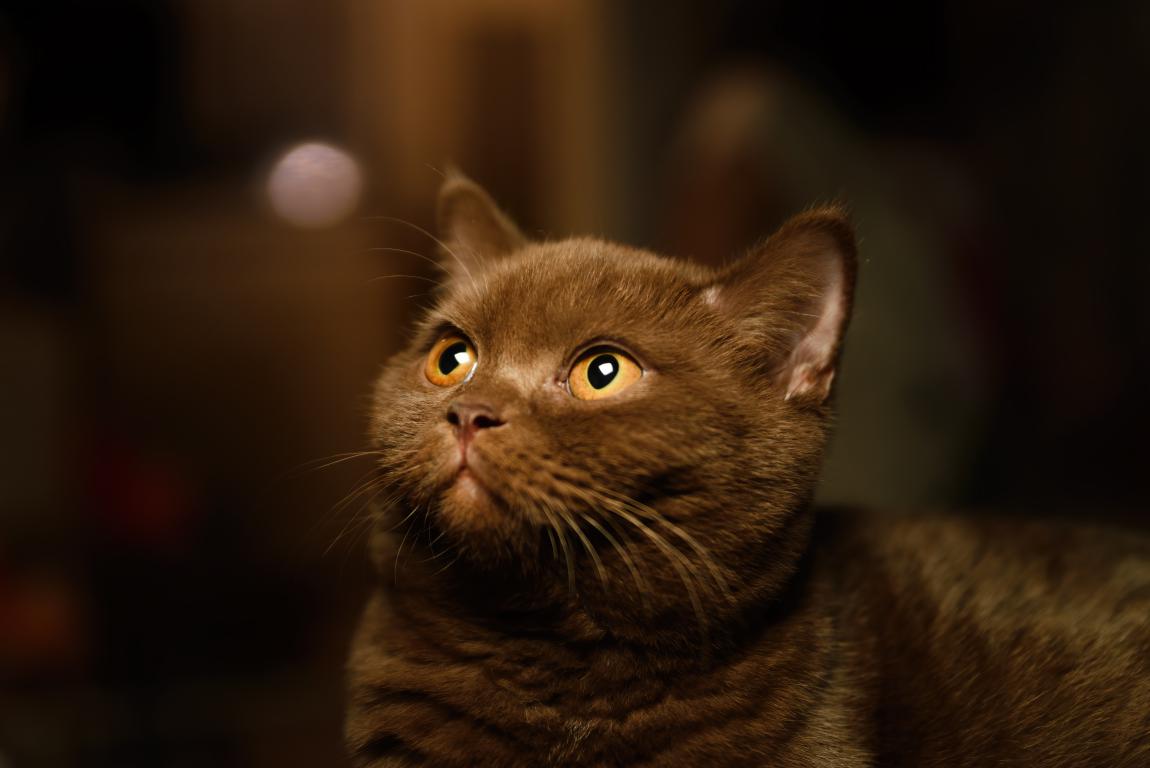 A close-up of a brown British Shorthair cat with bright amber eyes looking upwards, against a softly blurred, dark background.