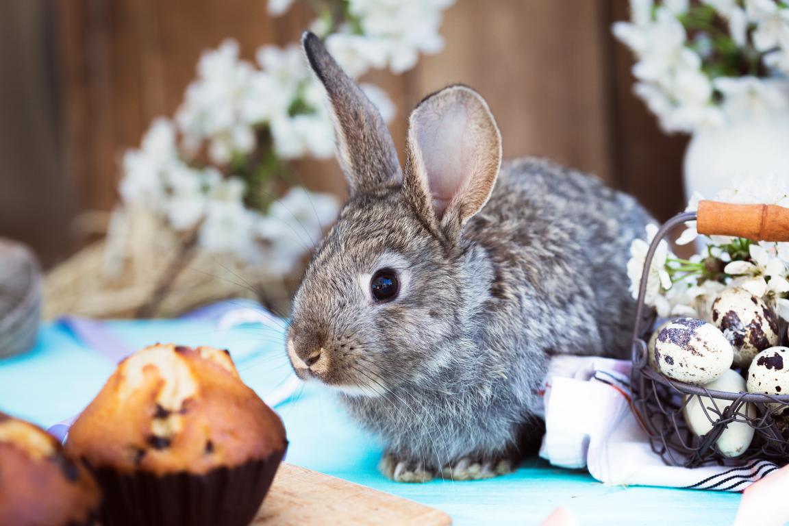 A small, grey and brown rabbit sits attentively next to a basket of speckled eggs and two frosted cupcakes, with white flowers in the background.