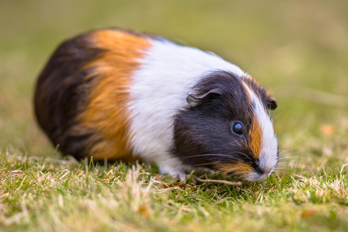 A tri-colored guinea pig (black, white, and orange-brown) is seen from the side, sniffing the green grass with a blurred background.