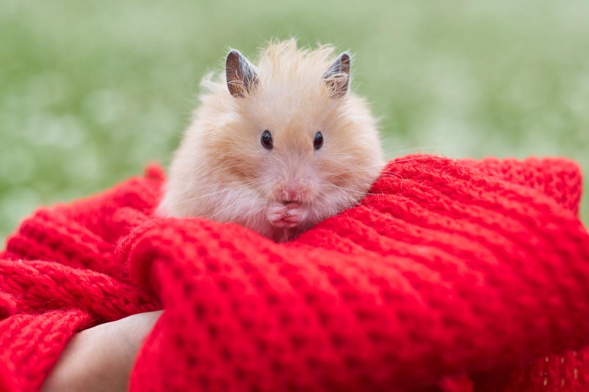 A fluffy, light brown hamster sits nestled in a bright red knitted blanket, holding its paws to its mouth, with a blurred green background.