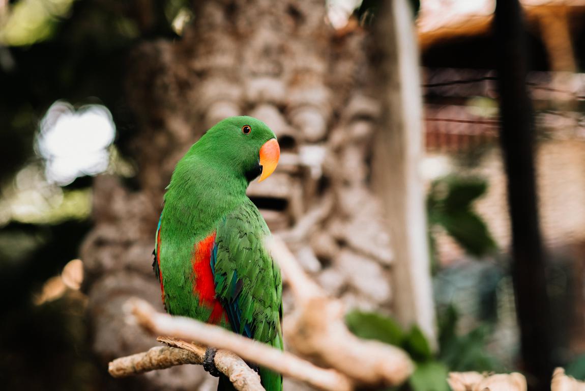 A vibrant green parrot with an orange beak sits on a tree branch, looking over its shoulder, with blurred foliage in the background.