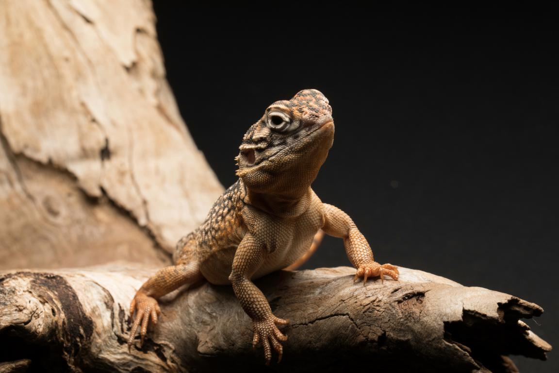  A small, brown and tan lizard with prominent eyes and scales is perched on a piece of natural wood, against a dark, out-of-focus background.