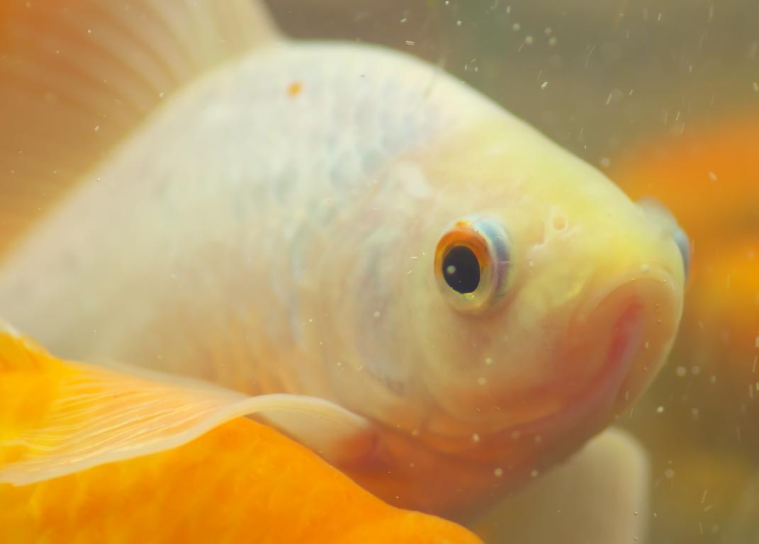 A close-up of a white and orange goldfish swimming, with its eye and mouth clearly visible, amidst other blurred orange fish in the background.