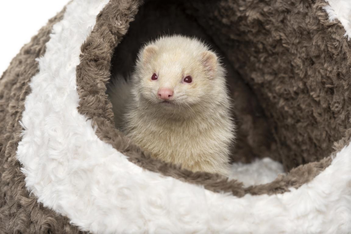 A light-colored ferret with pink eyes and nose peers out from a plush, striped brown and white pet bed, looking directly at the viewer.