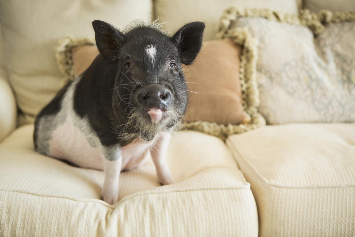 A small black and white pot-bellied pig with perky ears sits on a light-colored couch, looking directly at the viewer with its tongue slightly out.