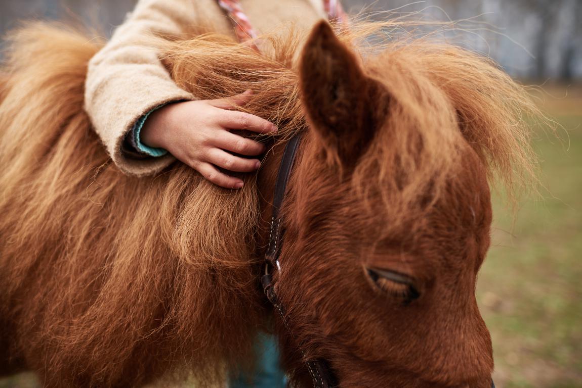 A child's hand gently rests on the thick brown mane of a small, shaggy brown pony, with the pony's face in soft focus.
