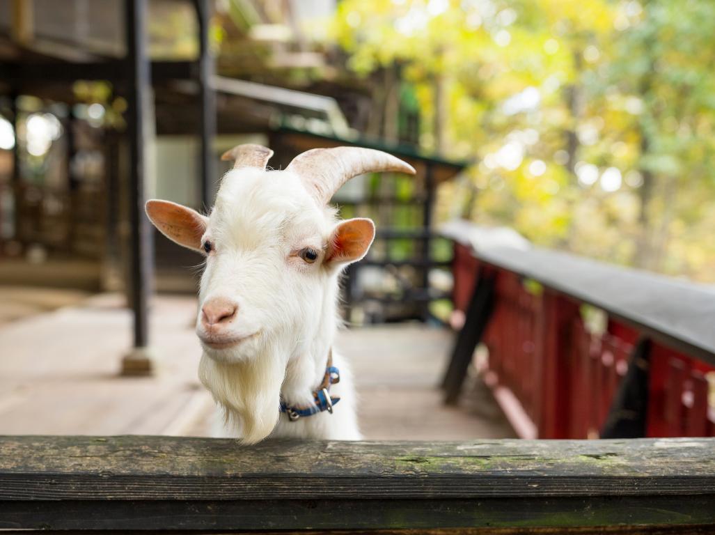 A friendly-looking white goat with small horns and a goatee leans over a wooden fence, looking directly at the camera with a blurred outdoor background.