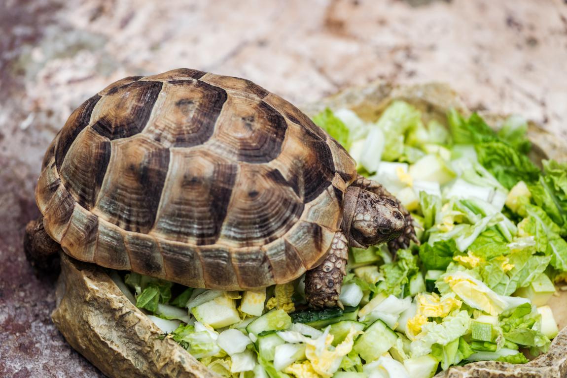 A small, brown tortoise with a patterned shell is partially submerged in a stone bowl filled with chopped green and white vegetables.