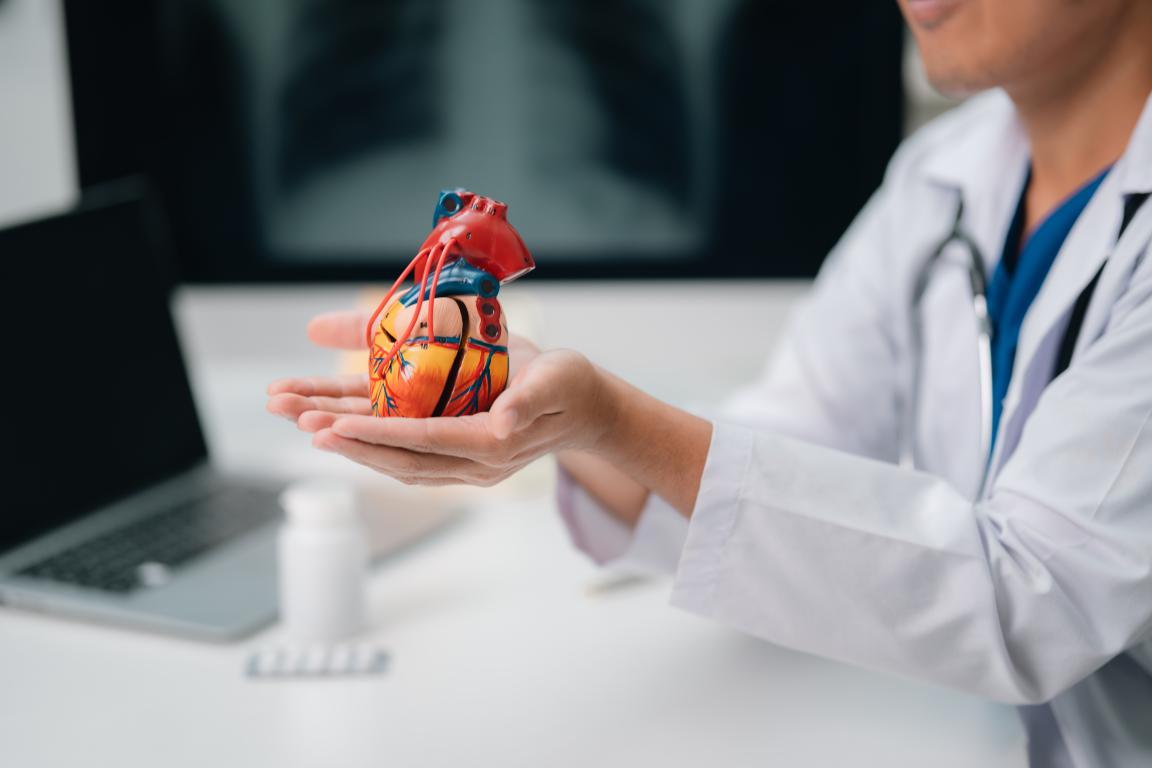  A doctor holding a detailed anatomical model of a human heart, likely explaining conditions or device placement to a patient considering an ICD