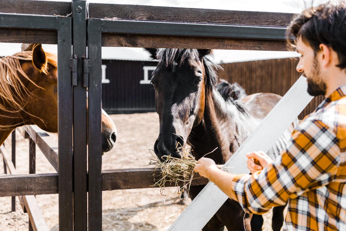 A man in a plaid shirt feeds hay to a dark bay horse over a wooden fence, with another horse visible in the background, illustrating daily horse care.
