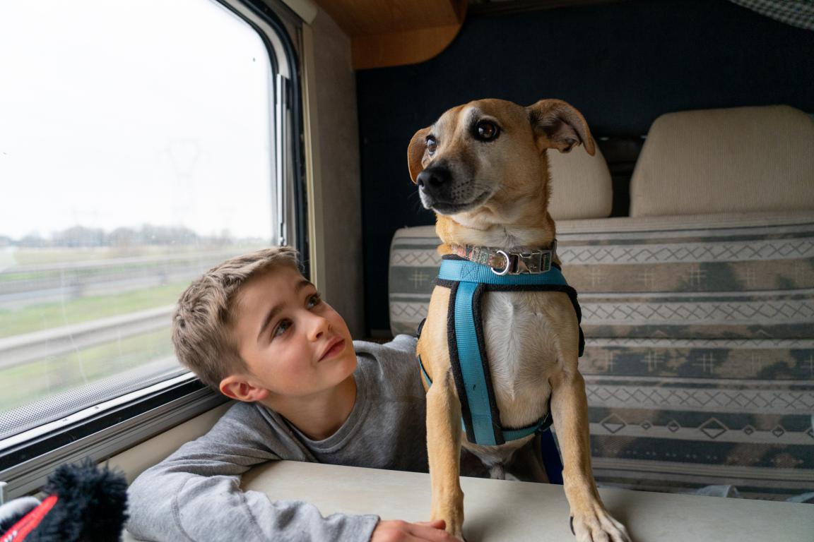 A boy looks up at a medium-sized assistance dog wearing a blue harness, both seated by a window inside a train